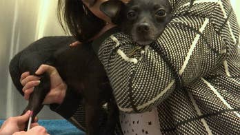 The opioid epidemic's forgotten victims: Pets