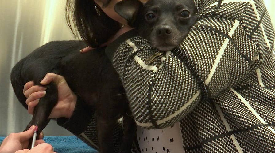 Veterinarians last to receive opioids in the wake of crisis