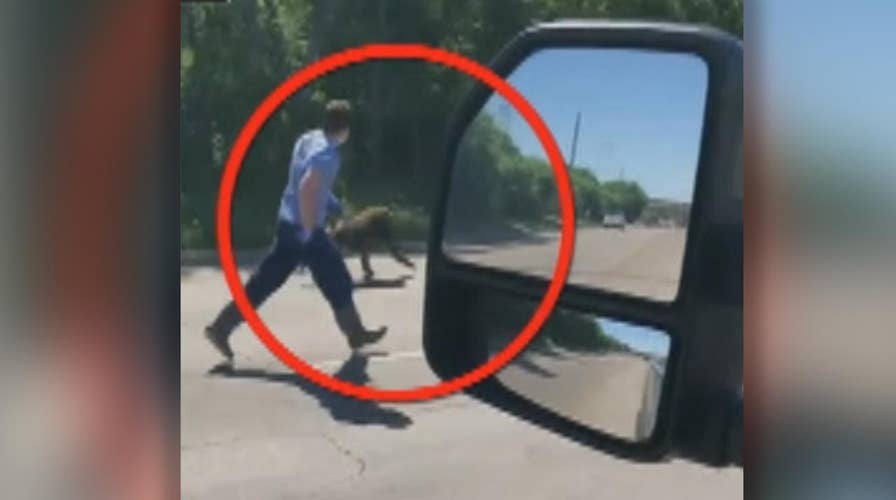 Escaped baboon chased down street in San Antonio