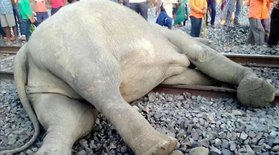 Graphic images: Elephants struck by train