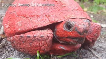 Tortoise found covered in red paint, concrete along Florida road