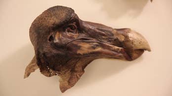 Who shot the dodo? Technology reveals famous bird's violent end