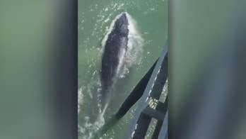 Giant whale bumps into Maryland pier, shocks fishermen