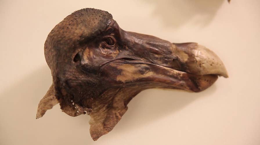 What killed the famous Oxford Dodo?