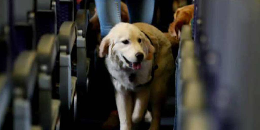 flying with a dog frontier