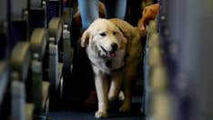 Most controversial emotional support animal stories of 2018