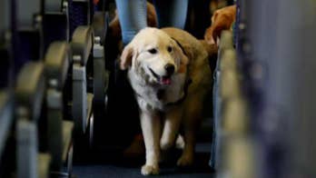 Airlines would be allowed to ban emotional support animals, allow only service dogs under new proposal
