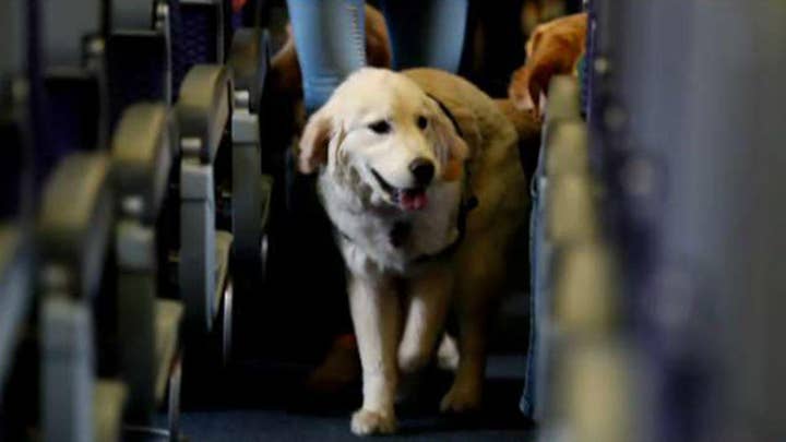 Jetblue pet policy outlet emotional support