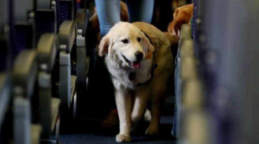 Emotional support animals posing problems for airlines