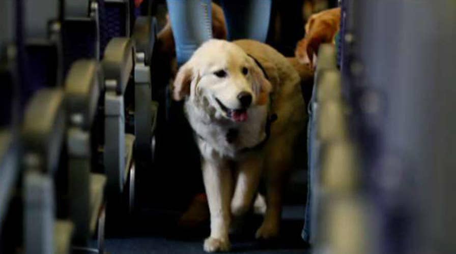 Emotional support animals posing problems for airlines