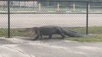 Huge alligator in Florida spotted scaling fence at Navy base: 'They don't respect our security measures'