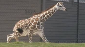 Baby giraffe escapes Indiana zoo enclosure, leads staff on wild chase