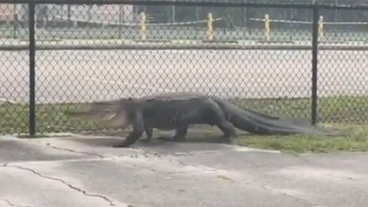 Large gator spotted prowling outside Florida middle school