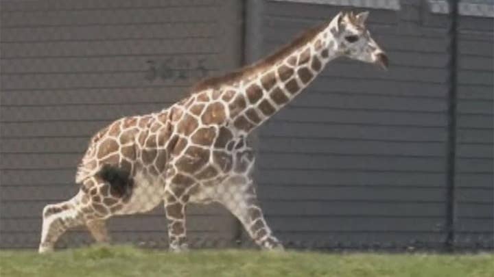 Baby giraffe escapes zoo enclosure, runs wild in parking lot