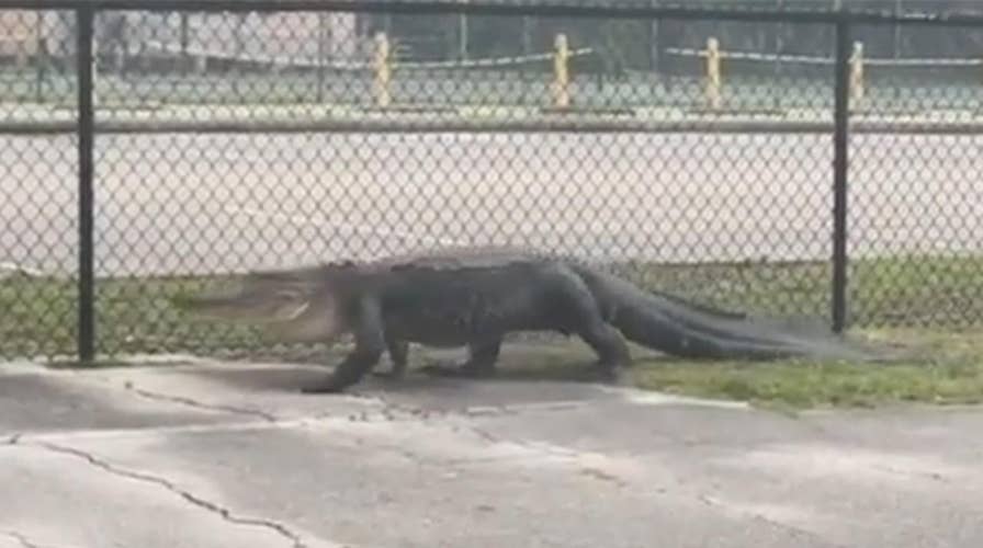 Large gator spotted prowling outside Florida middle school