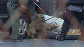 Coyote caught after 2-hour chase in Philly, second time this week