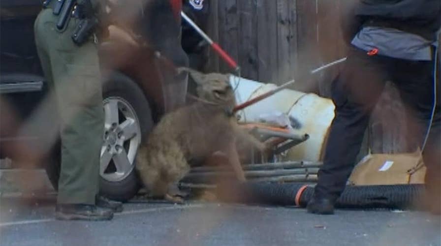 Philadelphia cops capture coyote after two hour pursuit