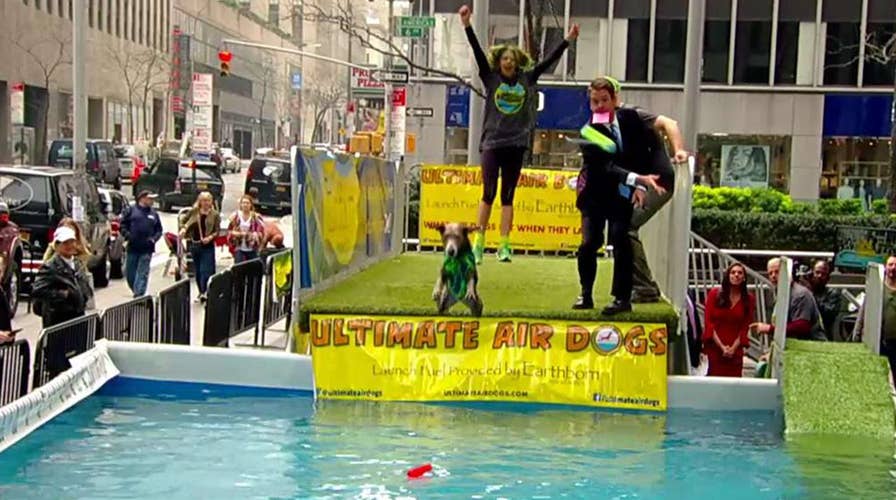 Ultimate Air Dogs show off their distance jumping skills