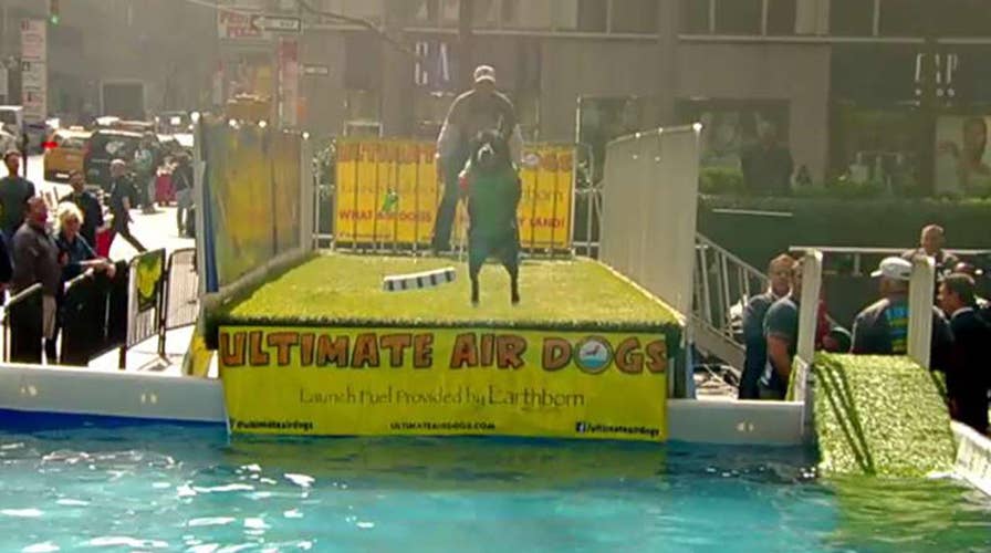 After the Show Show: Ultimate Air Dogs