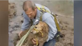 Missing dog 'miraculously' rescued from Kentucky river in dramatic video