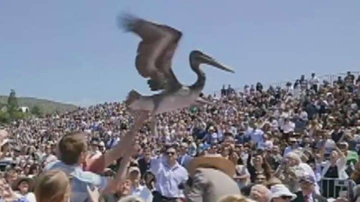 Pelicans crash Pepperdine's graduation ceremony