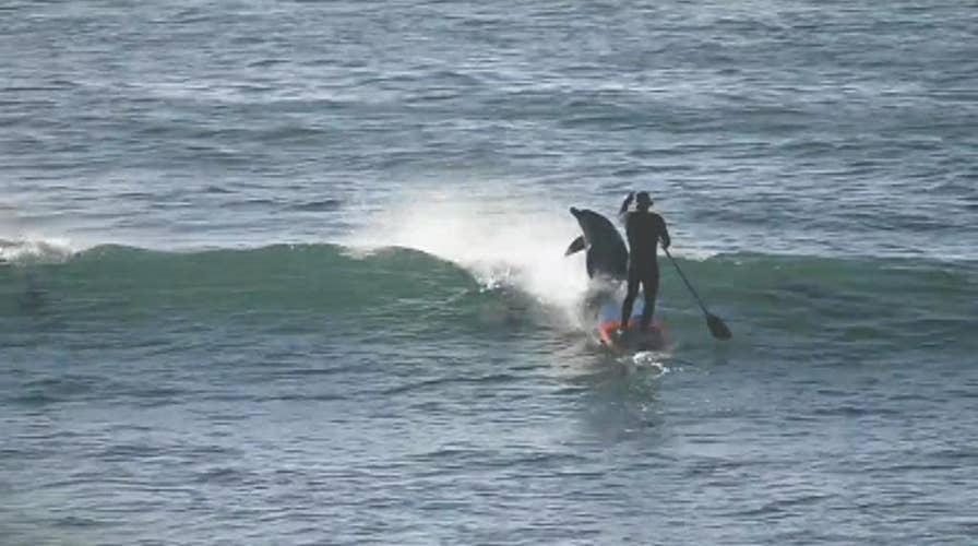 WATCH: Dolphin greets paddle boarder with a friendly bump