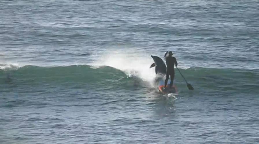 WATCH: Dolphin greets paddle boarder with a friendly bump