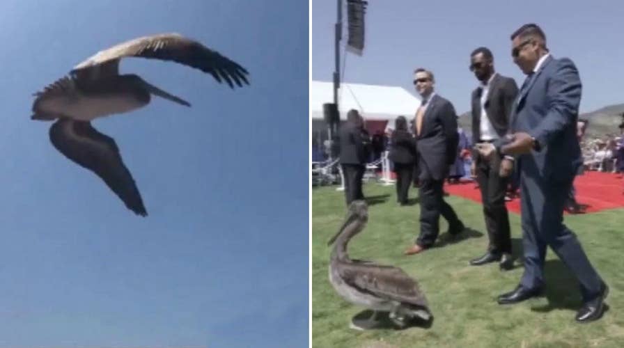 Pelicans crash Pepperdine University graduation ceremony