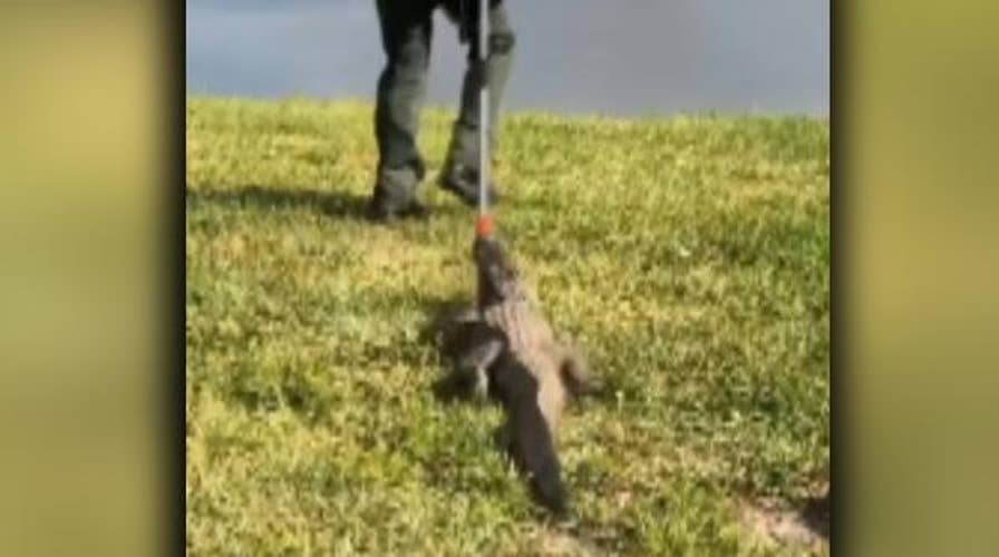 Alligator missing a foot found in Sarasota garage