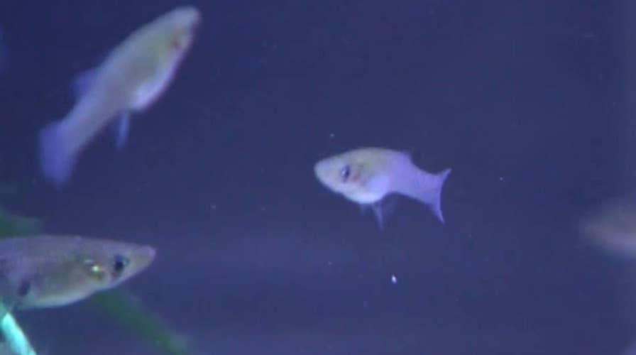 Florida uses fish to fight mosquitos