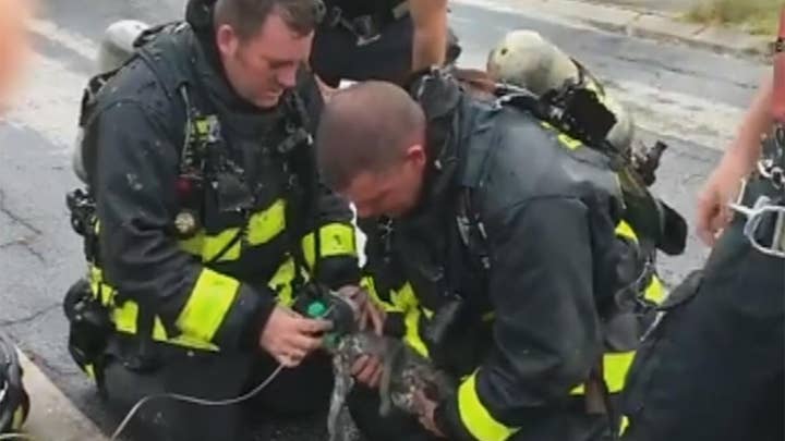Firefighters revive kitten rescued from house fire