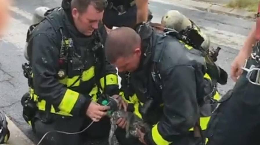 Firefighters revive kitten rescued from house fire