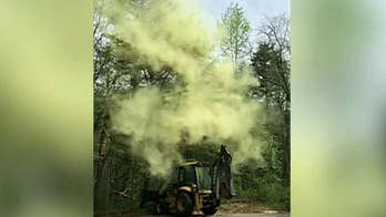 Massive pollen cloud falls from tree in New Jersey, problem persists nationwide