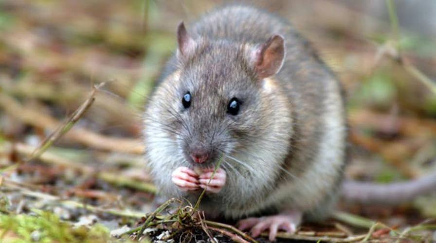 UK territory officially ‘rat-free’