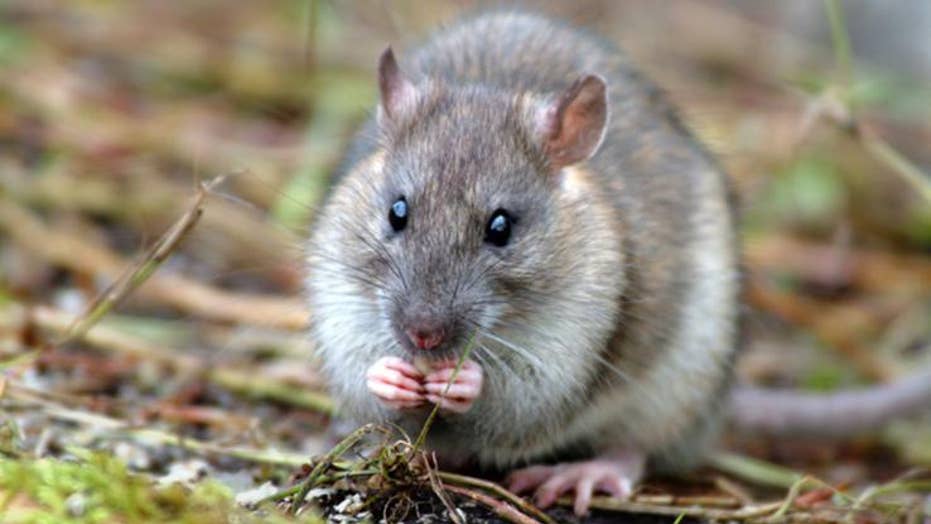 Rat attack World's largest rodent cull clears predators from Atlantic