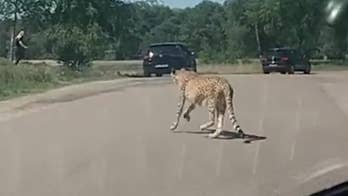 Cheetahs chase tourists at Dutch safari park after family gets out of car to snap pictures