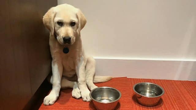 'The Daily Spike': Early morning puppy training