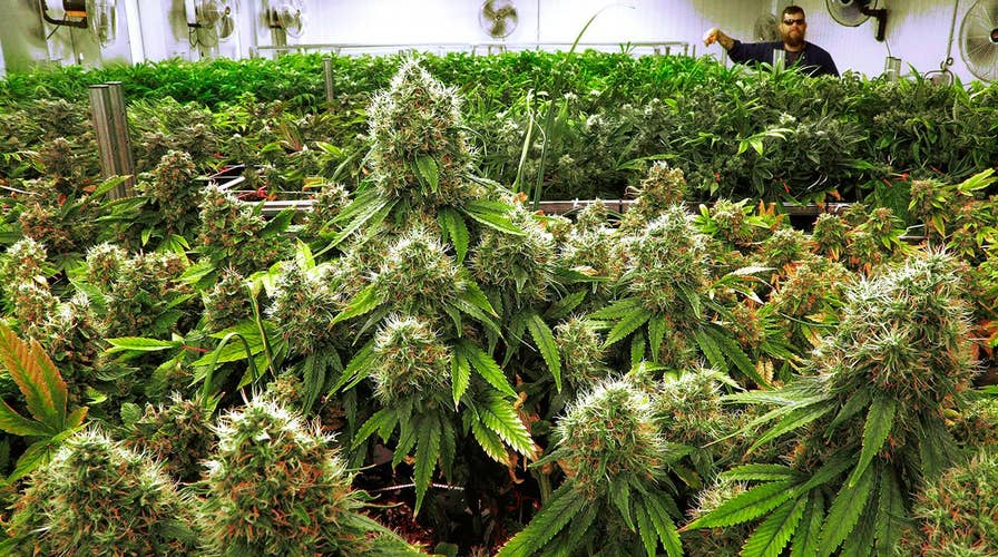 Good idea for companies to drop drug tests for marijuana?