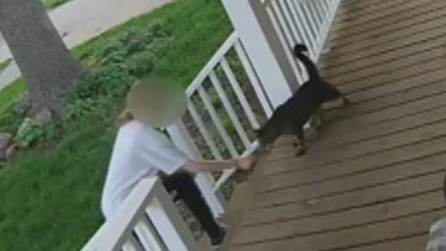 Teen caught on video trying to steal cat from porch