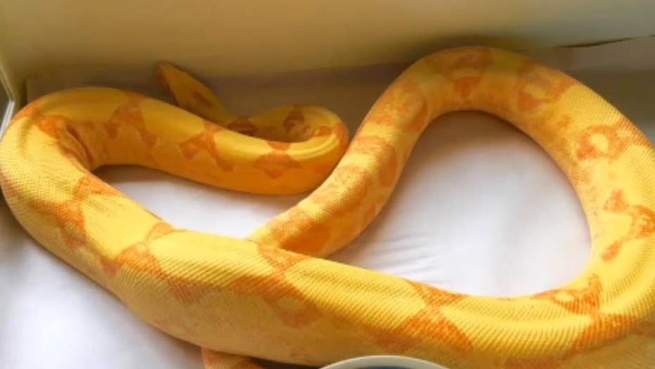 Boa constrictor awakens New York man after falling from bedroom ceiling