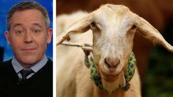 Gutfeld on new rules against comfort animals