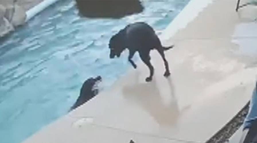 Dog saves his friend from drowning in pool