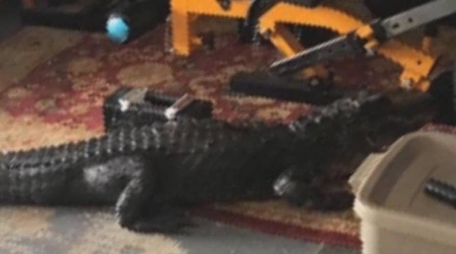 Florida woman shocked to find 6-foot gator in her garage
