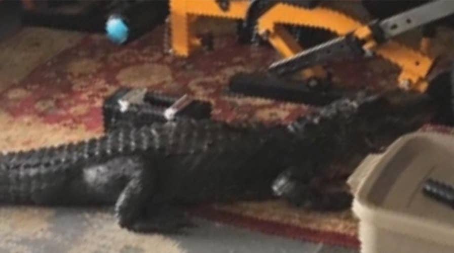 Florida woman shocked to find 6-foot gator in her garage