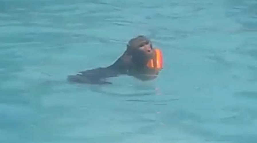WILD video: Monkey goes for a swim in public pool