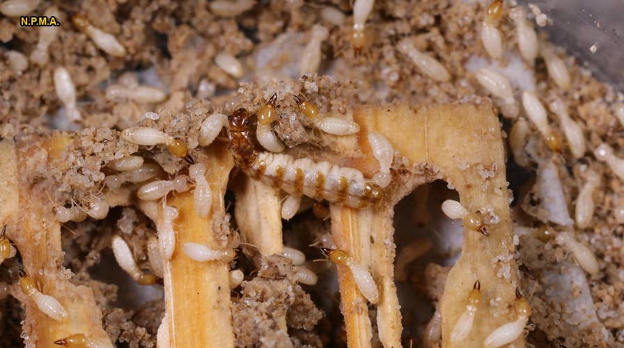 Watch: 500,000 termites devastate 'tiny house'