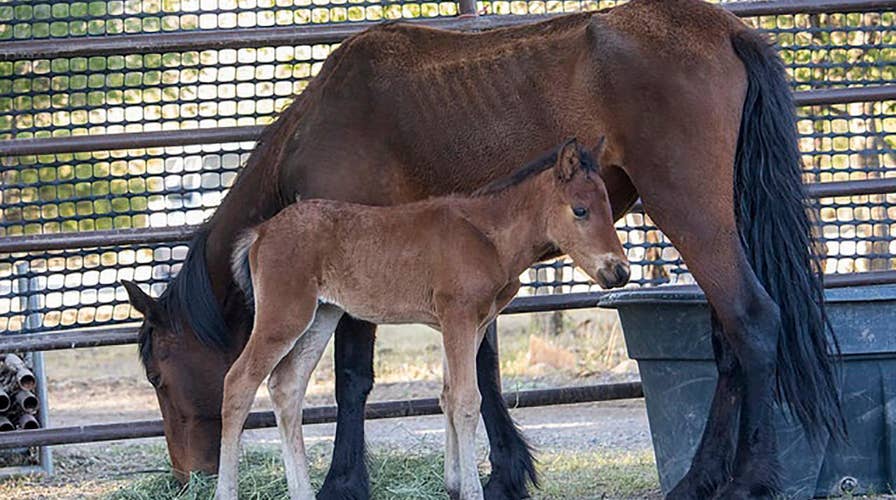 Wild horses are rounded up in Nevada to prevent die-off