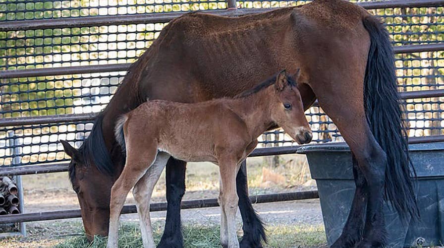Wild horses are rounded up in Nevada to prevent die-off
