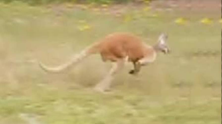 Escaped kangaroo causes a stir on South Carolina highway