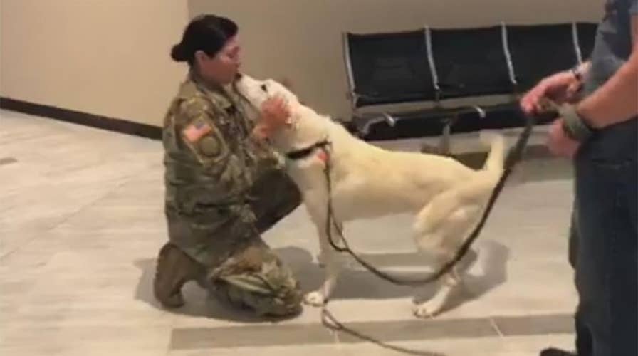 Soldier reunited with puppy rescued in Iraq